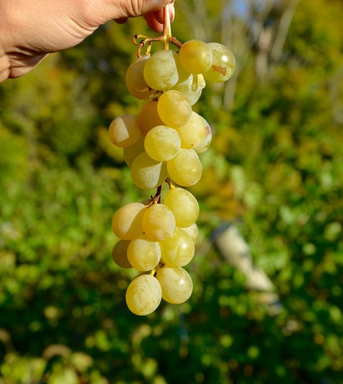 Garnet-Hill-Chatham-Winery-New-York-Christine-Cameron-我式丸 - 旅行日记-2