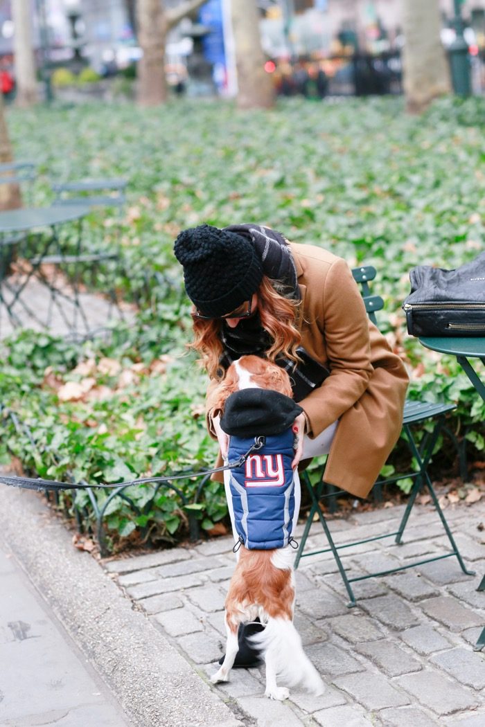 White-Frame-Denim-Camel-Jacket-King-Charles-Puppy1